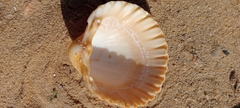 Acanthocardia tuberculata