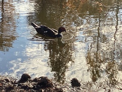 Cairina moschata domestica