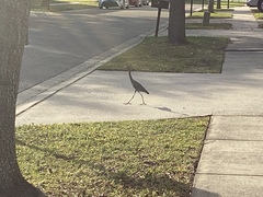 Egretta caerulea