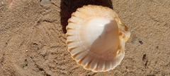 Acanthocardia tuberculata