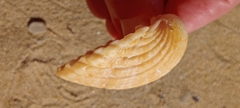 Acanthocardia tuberculata