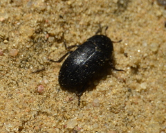 Dermestes laniarius