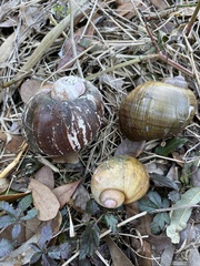 Pomacea maculata