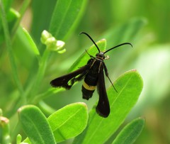 Carmenta pyralidiformis