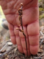 Gastrodia minor