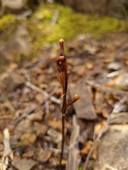 Gastrodia minor