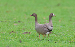 Anser albifrons albifrons