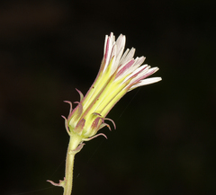 Rafinesquia californica