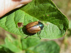 Anomala dubia