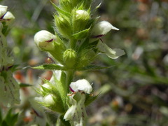 Stachys recta