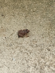 Eleutherodactylus planirostris