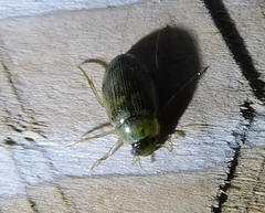 Berosus