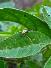 Diabrotica speciosa