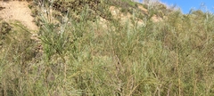 Retama monosperma