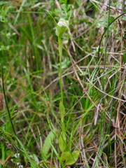 Pterostylis micromega