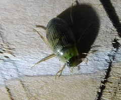 Berosus