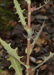 Rafinesquia californica