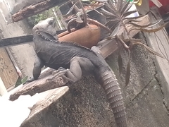 Ctenosaura acanthura