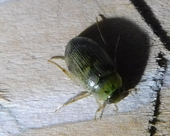 Berosus