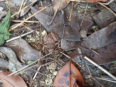 Eleutherodactylus planirostris