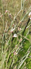 Retama monosperma