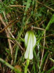 Pterostylis micromega