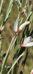 Retama monosperma