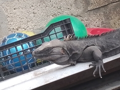 Ctenosaura acanthura