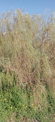 Retama monosperma