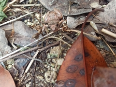 Eleutherodactylus planirostris