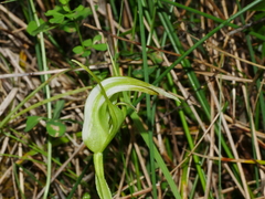 Pterostylis micromega