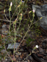 Rafinesquia californica