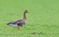 Anser albifrons albifrons