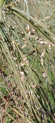 Retama monosperma