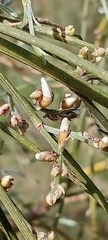 Retama monosperma