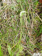 Pterostylis micromega