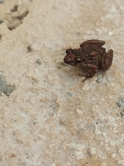 Eleutherodactylus planirostris