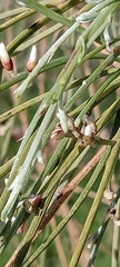 Retama monosperma