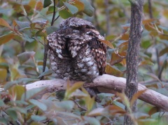 Antrostomus vociferus
