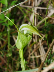 Pterostylis micromega