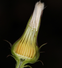 Rafinesquia californica