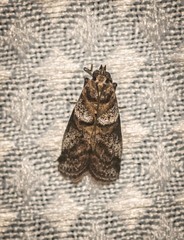 Heteromicta pachytera