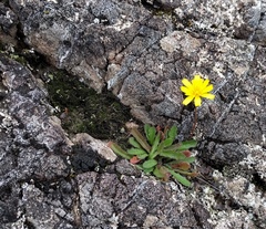 Leontodon saxatilis saxatilis