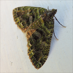 Austrocidaria similata