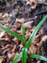 Pterostylis irsoniana