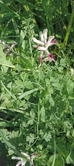 Fumaria agraria
