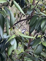 Psychonotis caelius