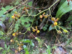 Cyrtochilum