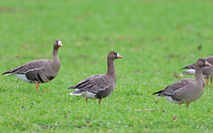 Anser albifrons albifrons