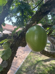 Crescentia cujete